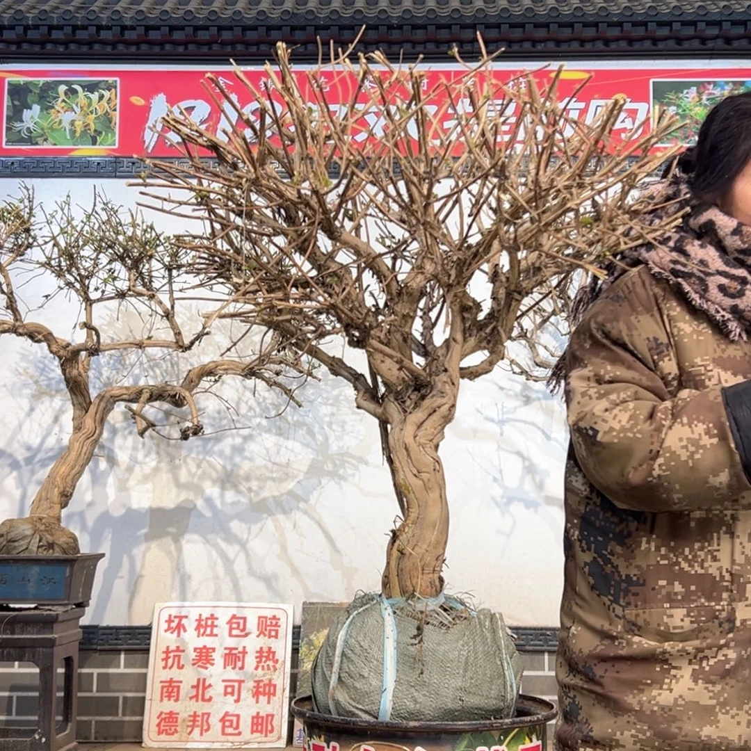 无花朵金银花25858888888889