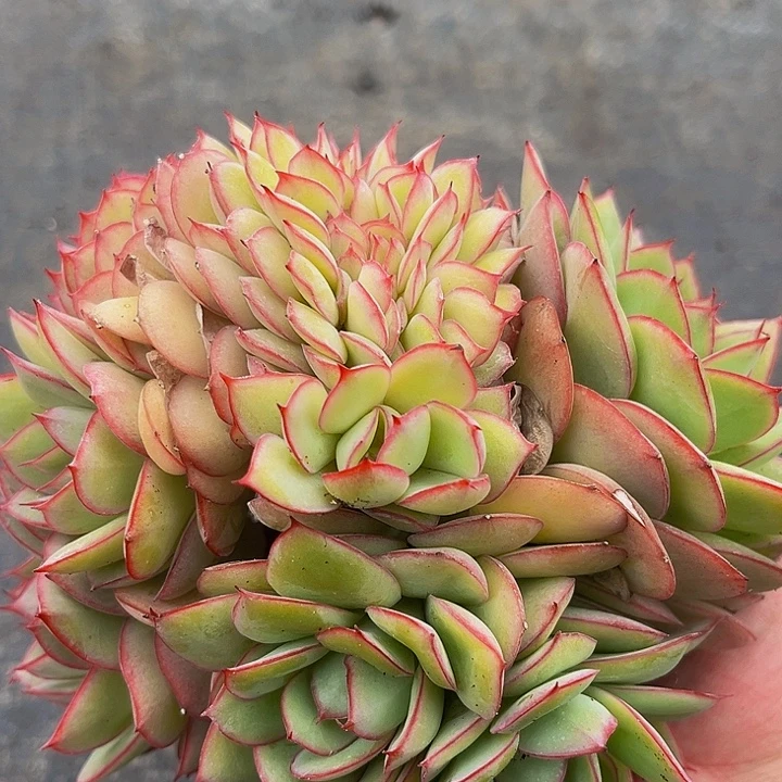 多肉植物牡丹亭缀化
