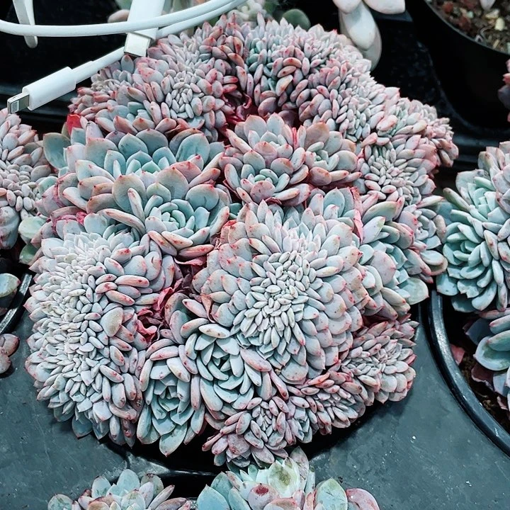 海棠花缀化48一盆5556658856