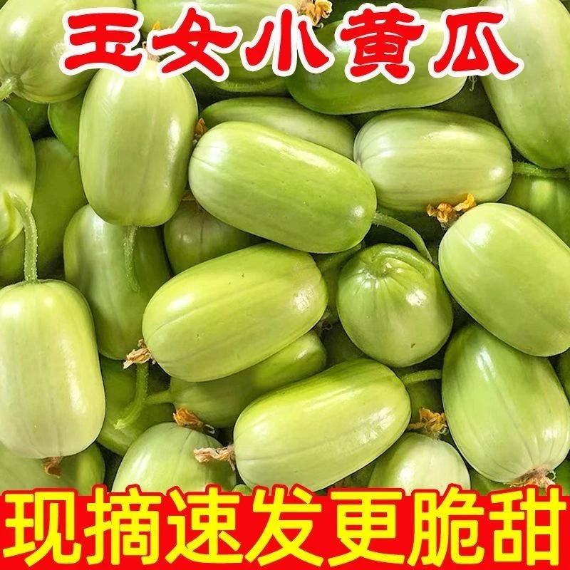 现摘现发山东玉女黄瓜金童玉女水果黄瓜拇指黄瓜寿光蔬菜