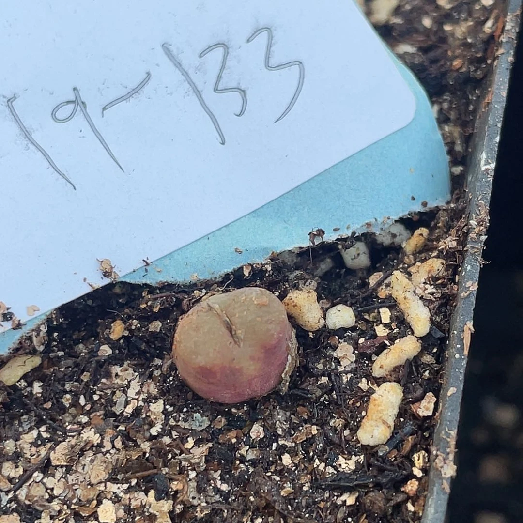 19-133雪茄多肉植物