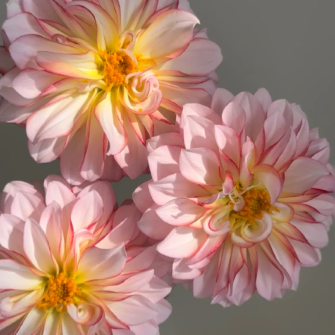 精品【安吉丽娜】大丽花超高颜值新品进口整坨球