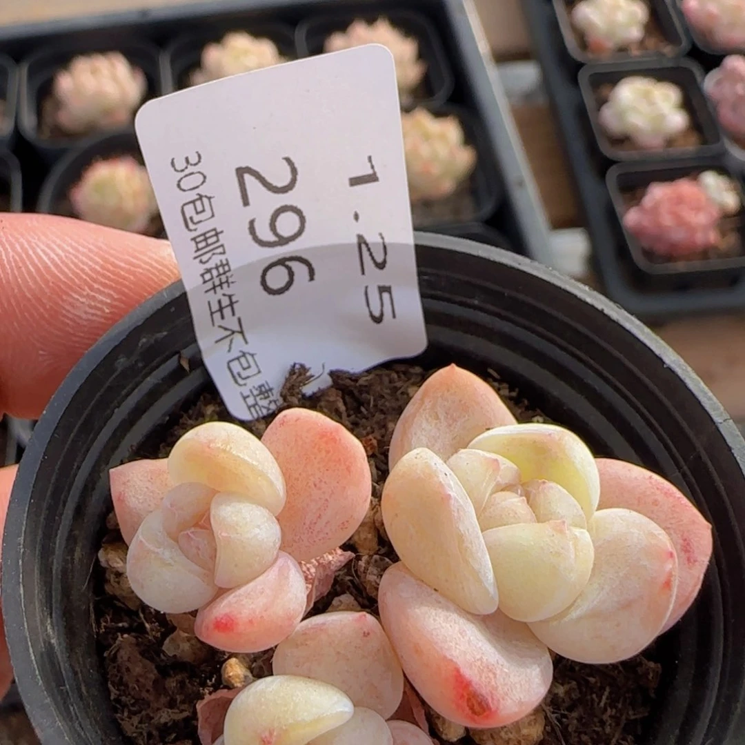 三头冰玉一颗脱土