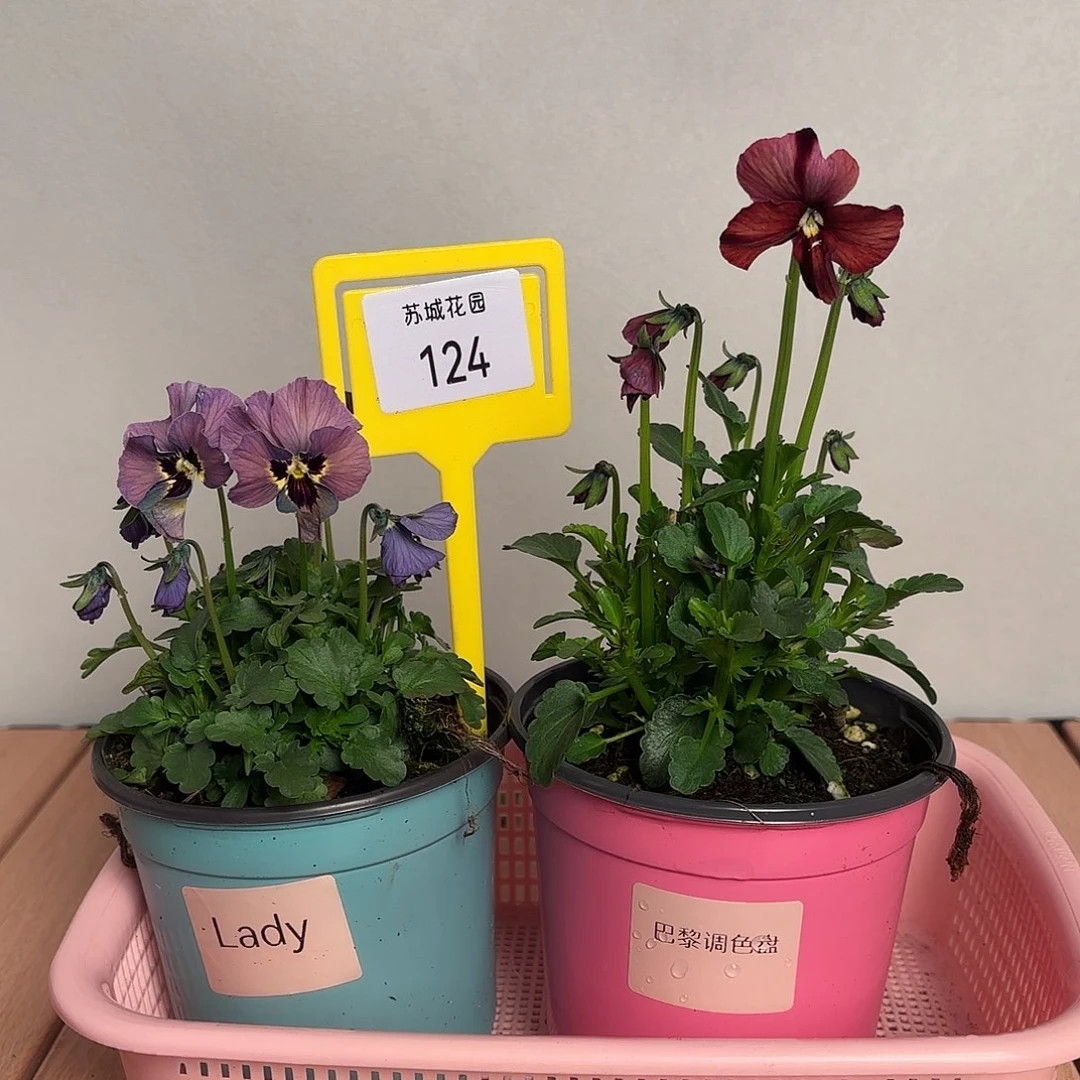 大部分开放少量花苞124