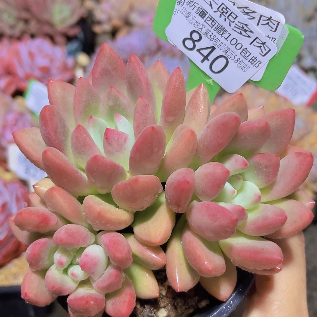 840仙贝多肉植物