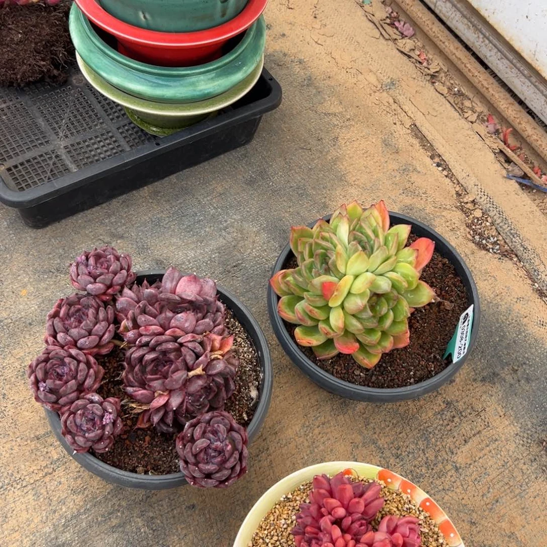 心****✺多肉一物一拍0308-220