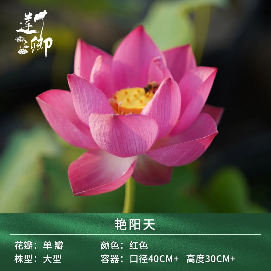 【艳阳天】红色中大型水生精品单瓣庭院荷花阳台盆栽露台种藕根茎苗
