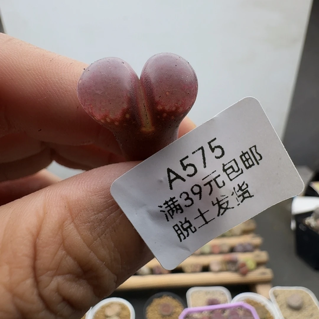 575多肉哈哈给哈哈哈好怪