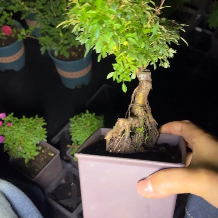 墨***色完全开放四狗gggggg