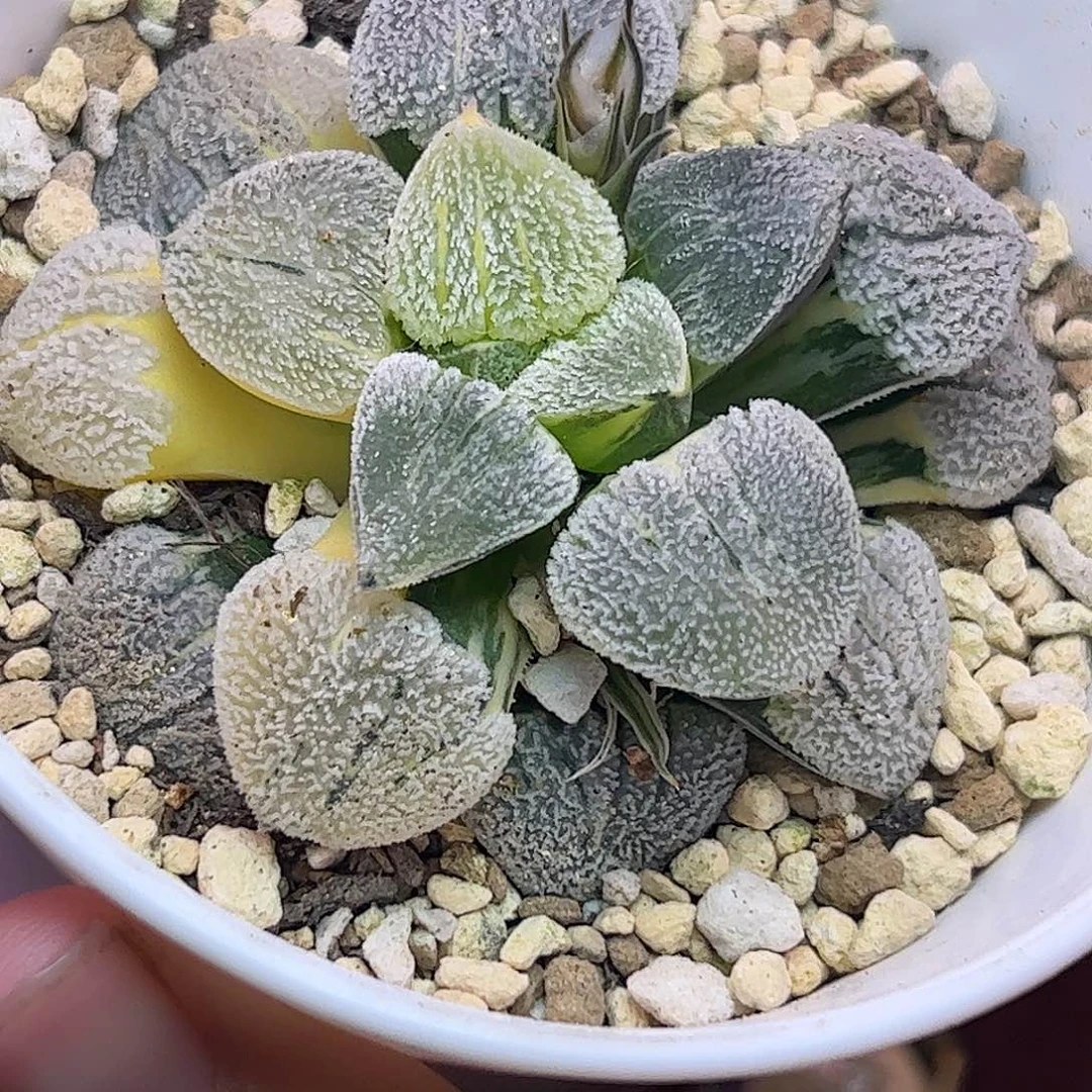 雪之里母本锦七公分