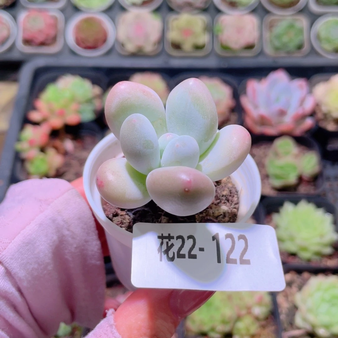 花利美22-122香水