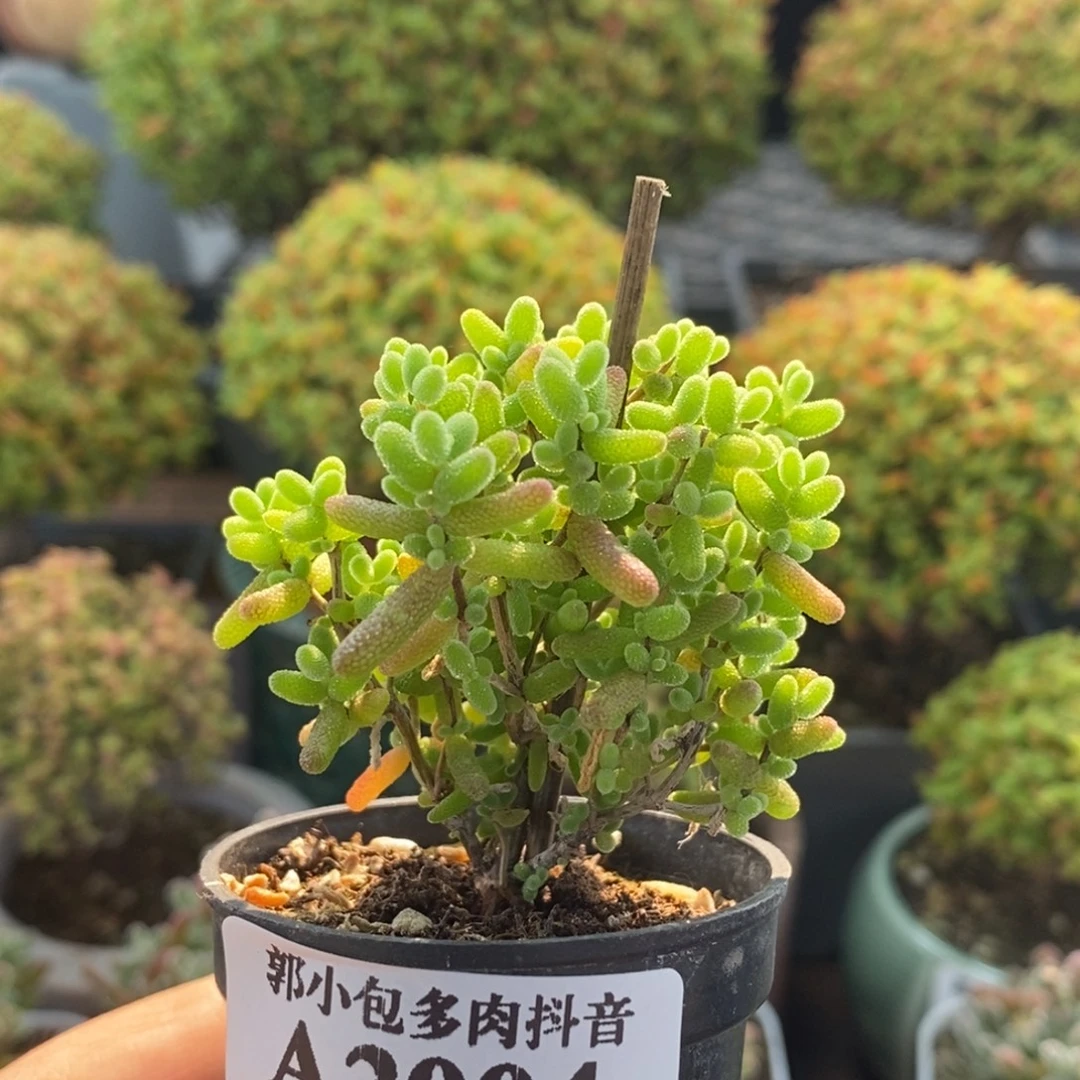 蜜橘糖球2004枝干番杏