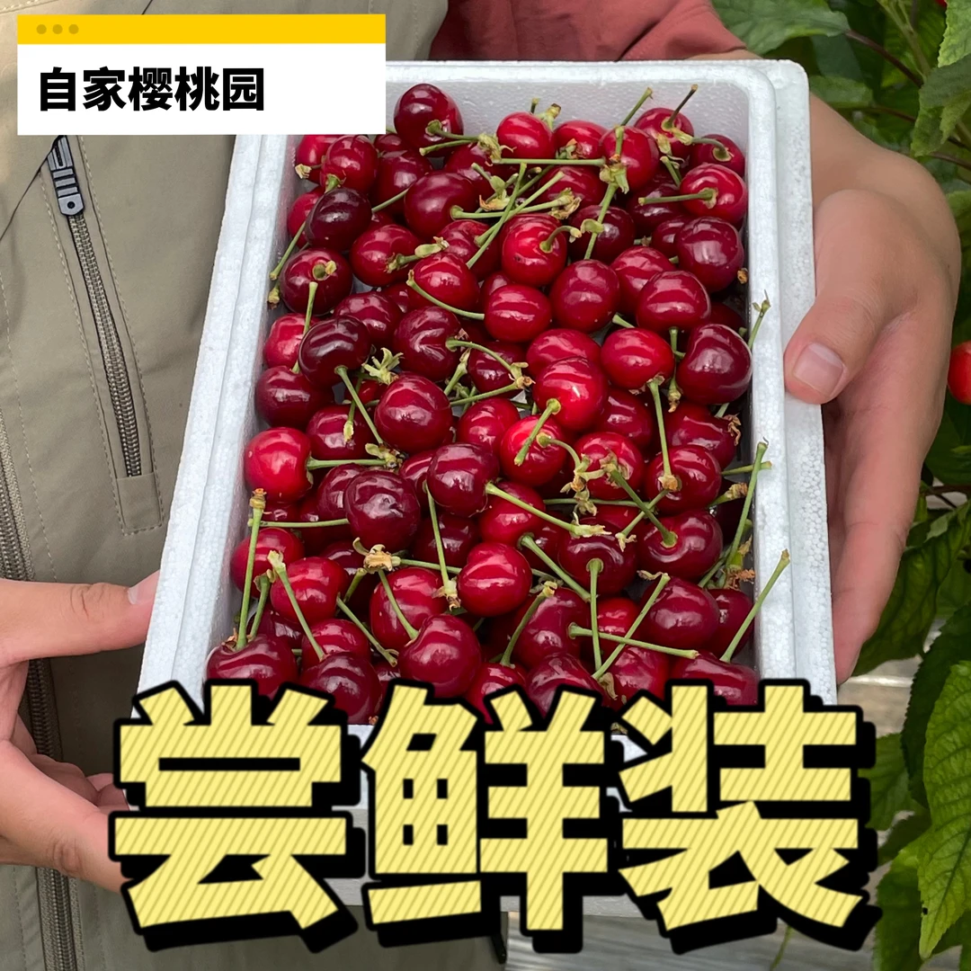 【尝鲜小果】自家樱桃园山西美早樱桃现摘现发顺丰空运包邮