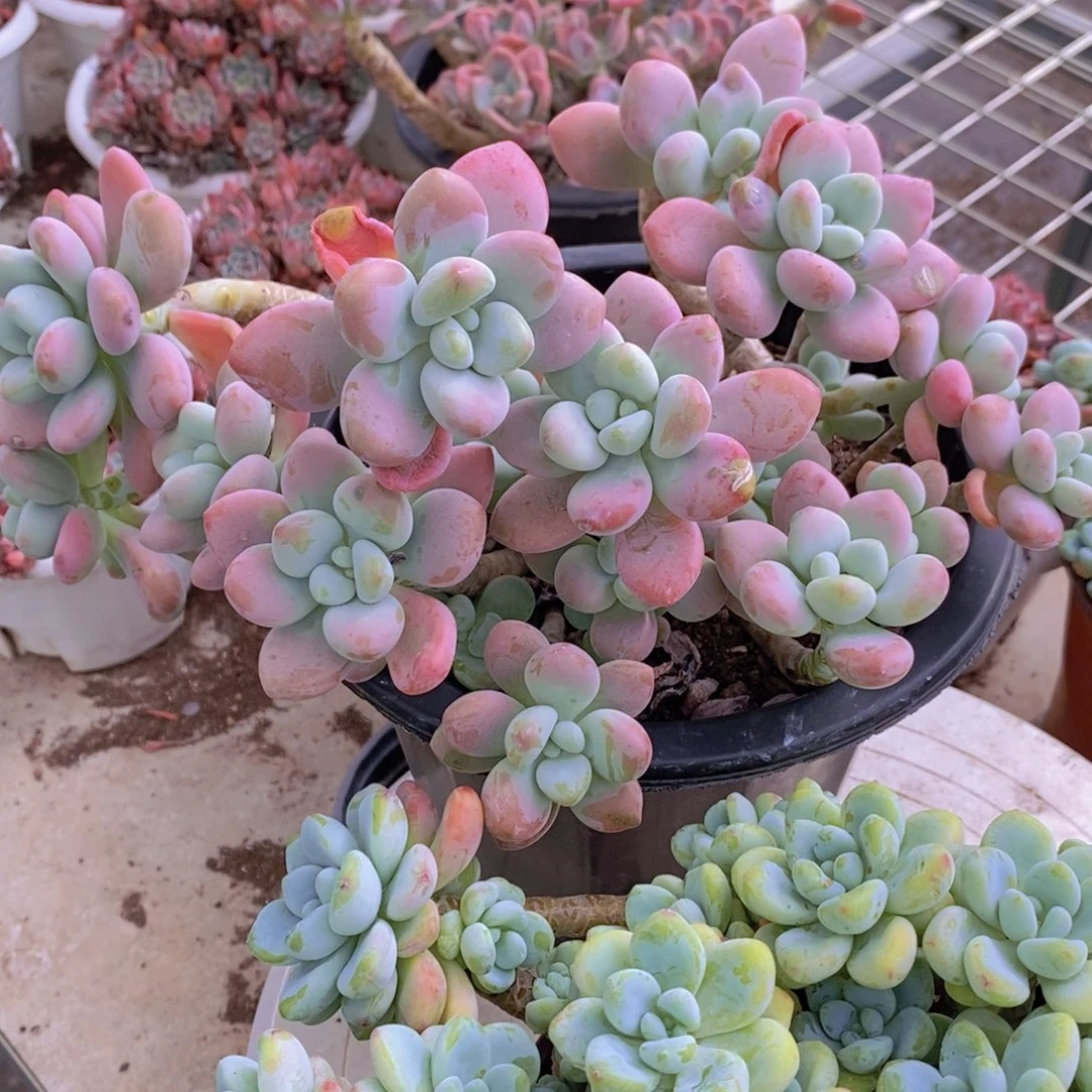 樱花洛神多头群生