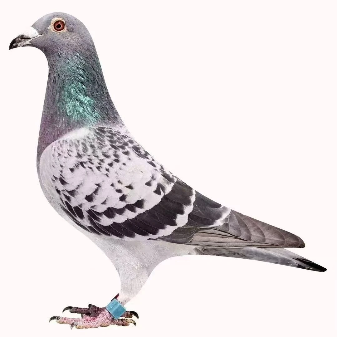 信鸽种鸽草窝鸽子用品