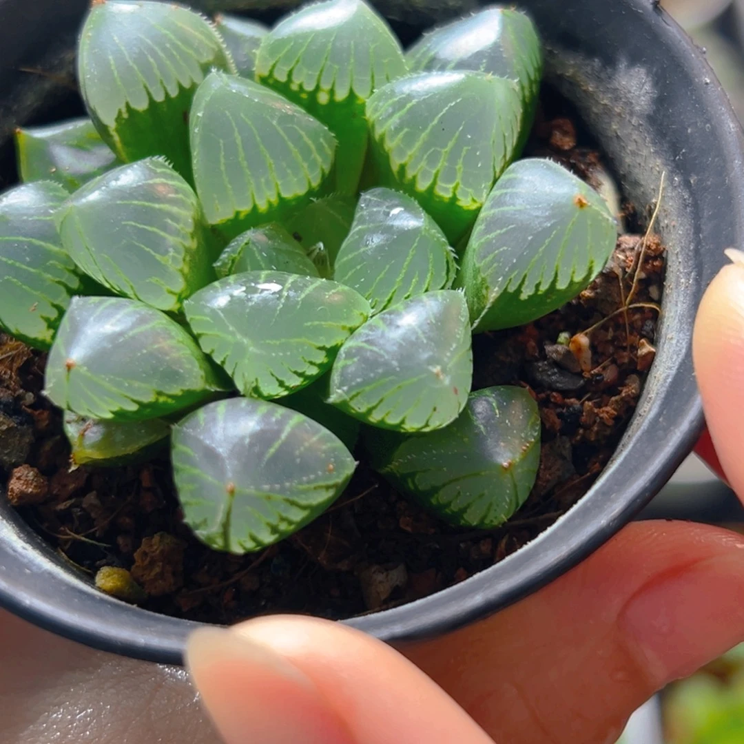 万象盆糯米玉露多肉