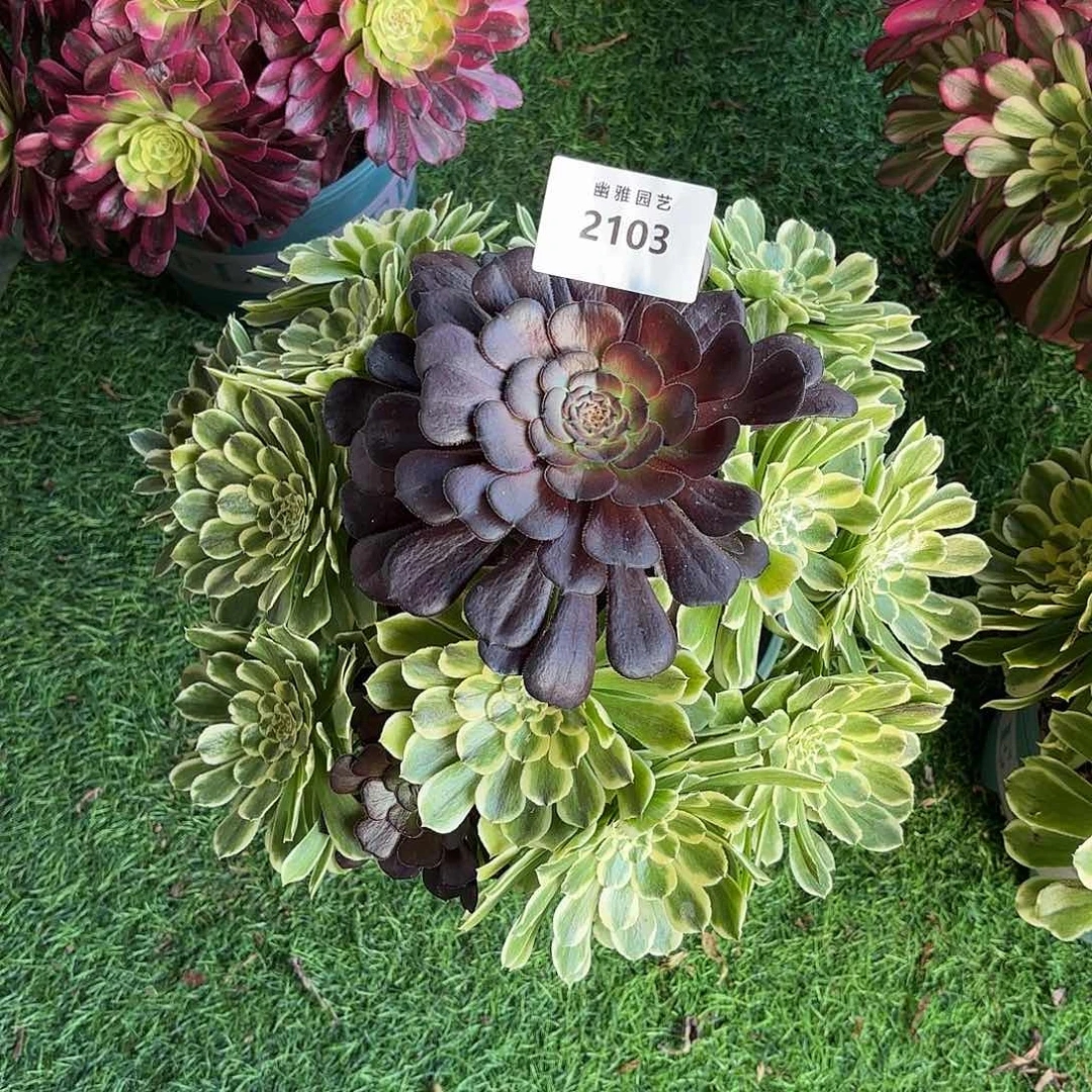 多肉法师萤火虫，绿体五天姬2103