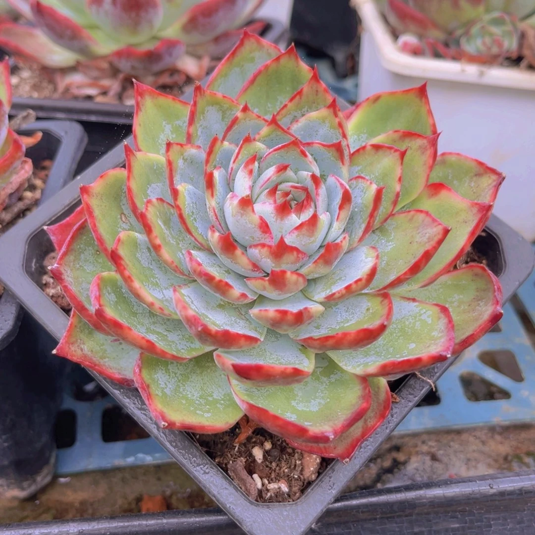 惊鸿11公分989899999999