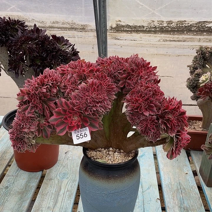 556号粉女巫法师缀化