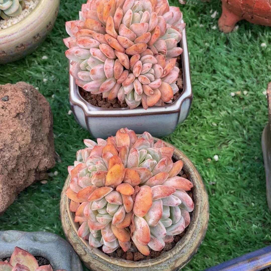 多肉植物盆栽多肉
