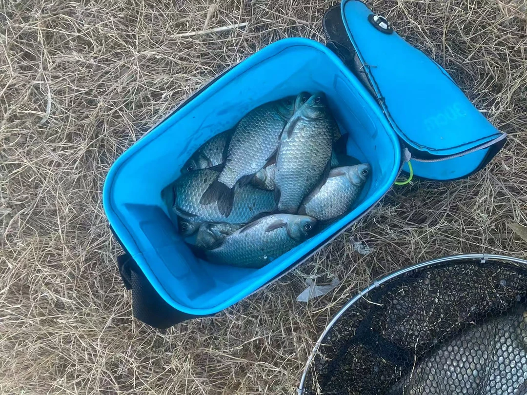 土鲫鱼2斤，规格1-3两左右，