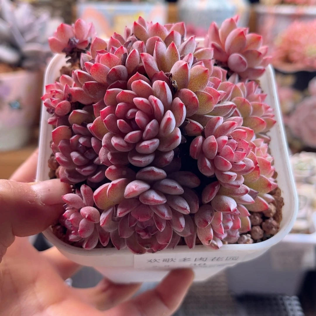 2.9-30鲁1111111