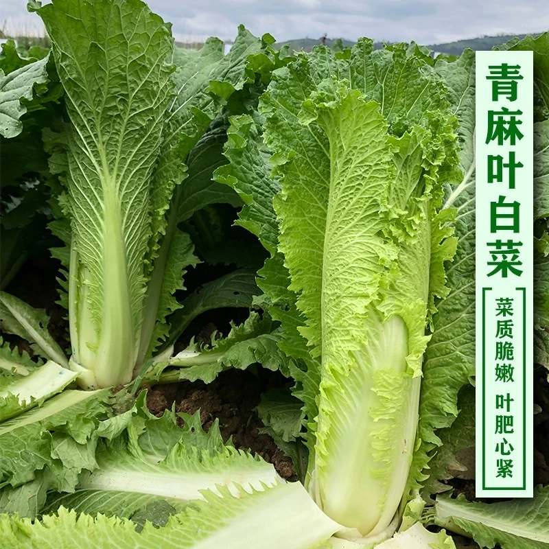 青麻叶大白菜娃娃菜小白菜种子庭院种阳台蔬菜种植