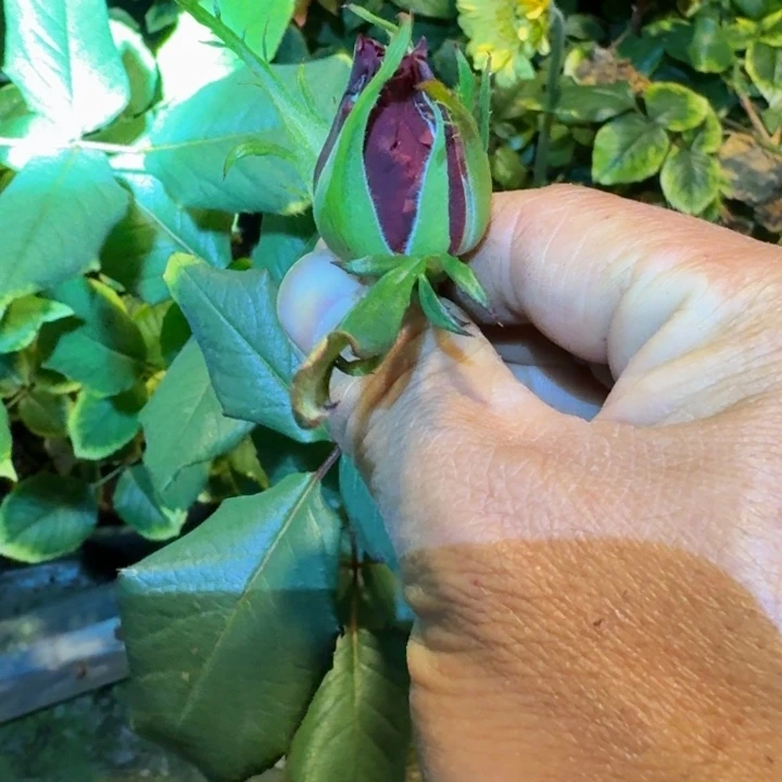 无花朵红磨坊根接小苗