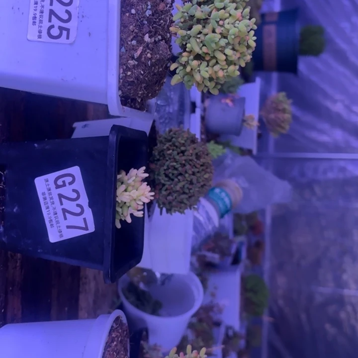 萌***水大金桔G225.假飞机猪 G227