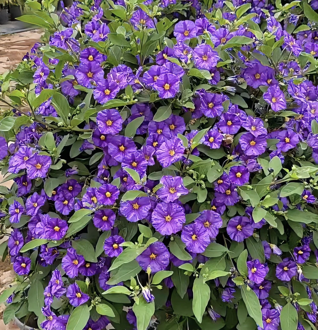 【紫茄花棒棒糖】四季开花运输途中少量掉花掉叶属于正常现象