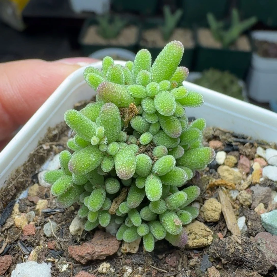 269一颗000000000000