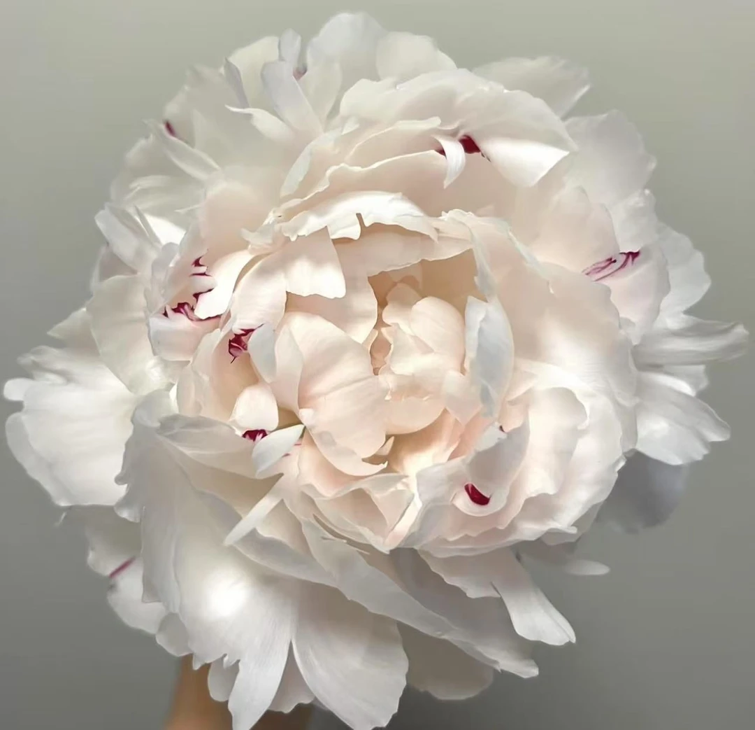 福利款雪源红星芍药（开放度高介意勿拍）