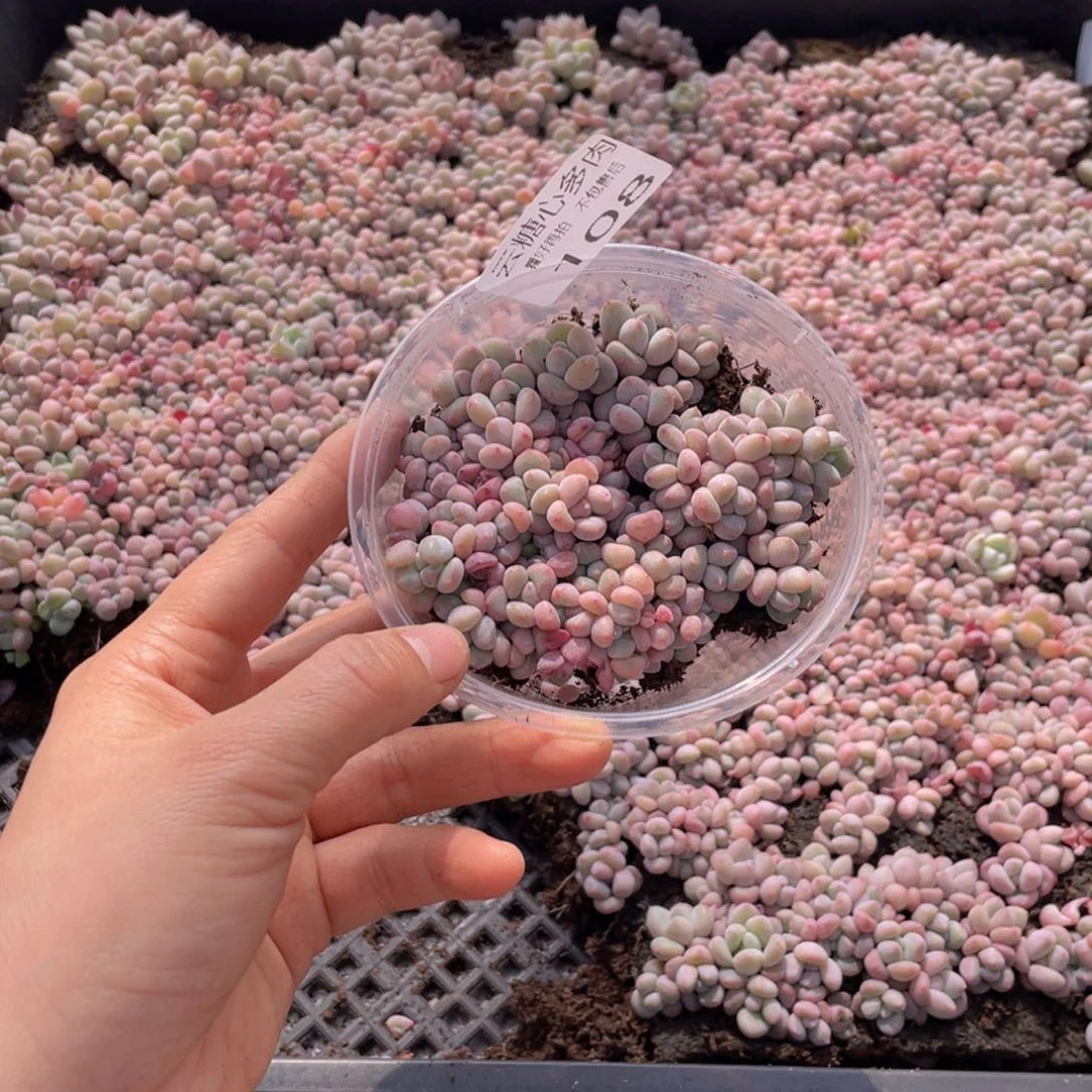 带***锅云糖心多肉植物108