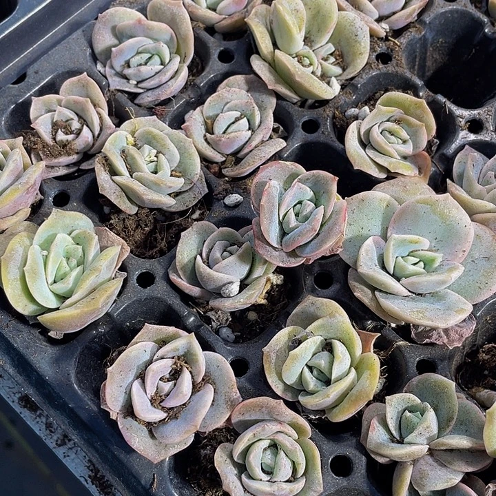 小可爱玫瑰1元带土发货