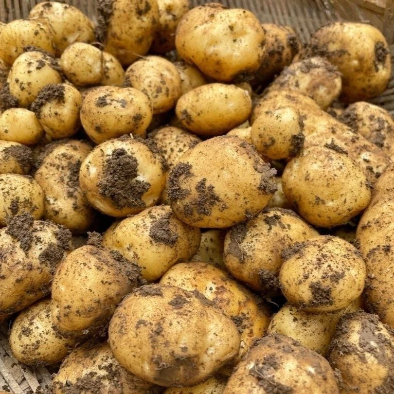 新鲜现挖正宗恩施高山黄心迷你小土豆洋芋马铃薯