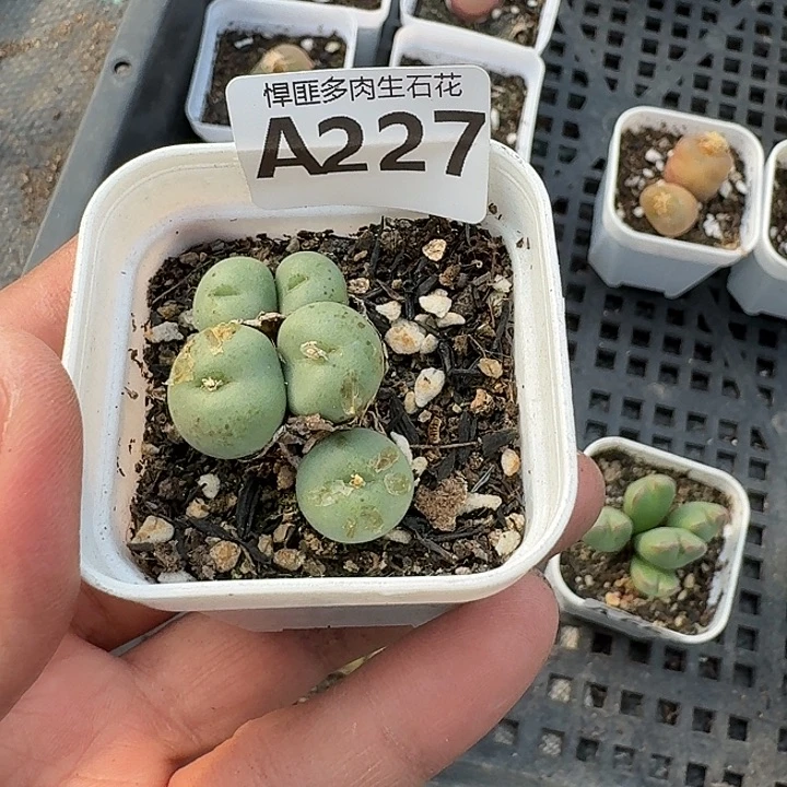 227多肉植物多肉植物