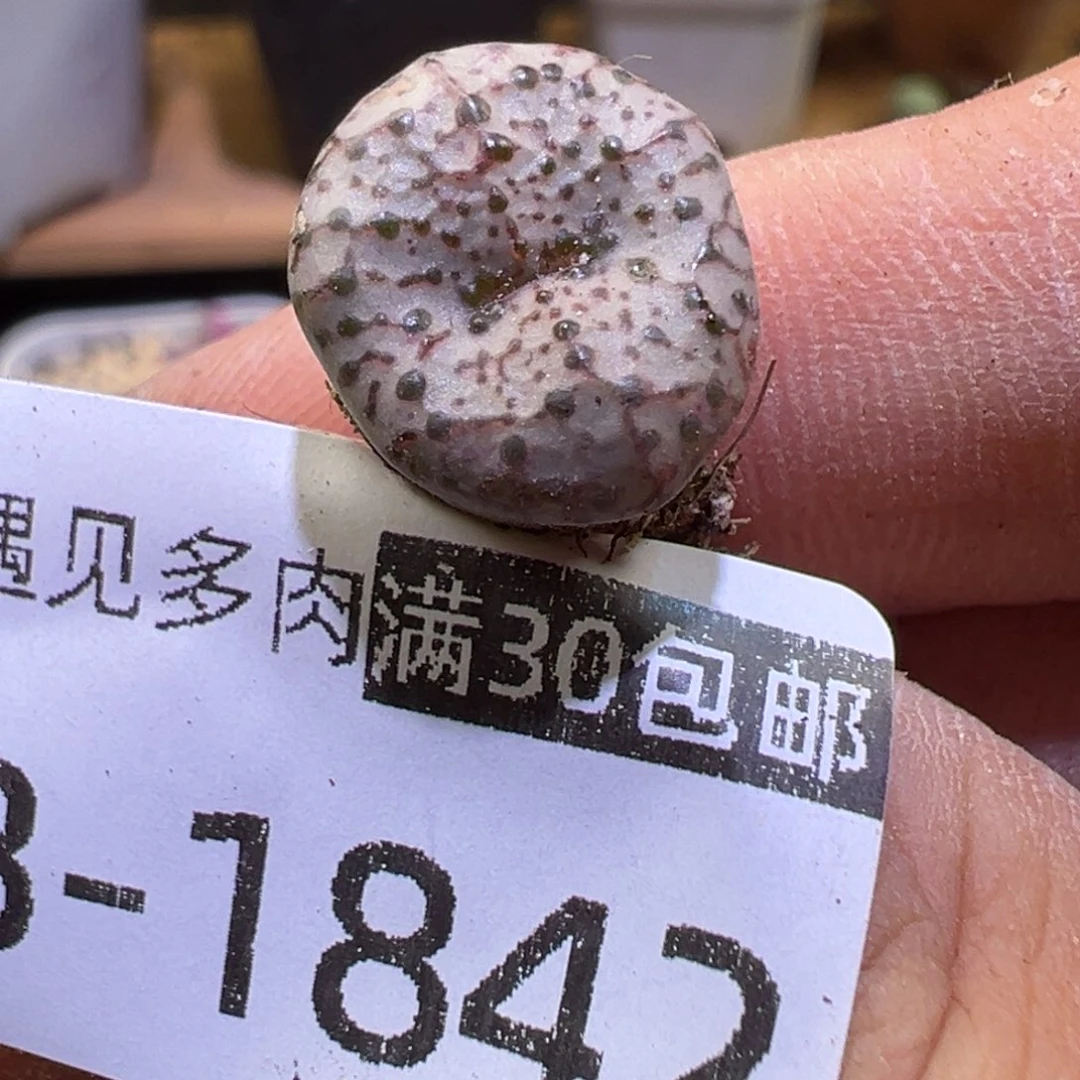 多肉植物111111111111