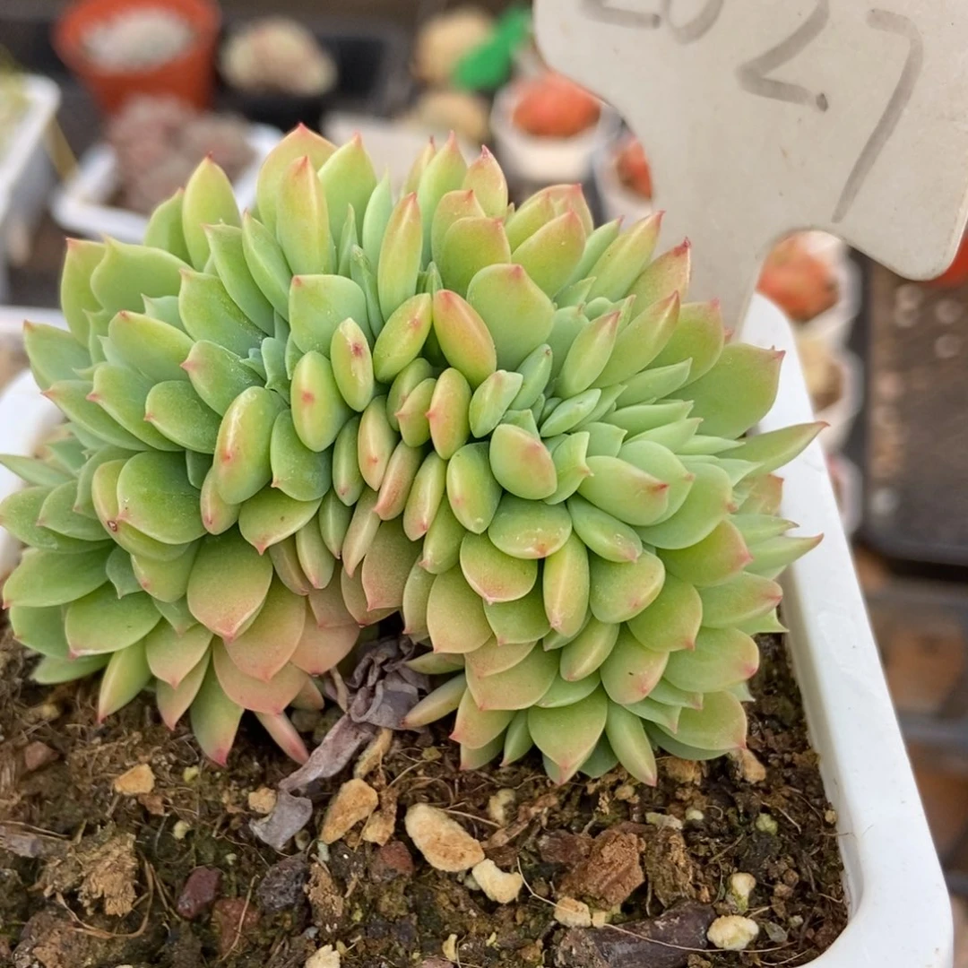 2027三色堇缀多肉植物保护