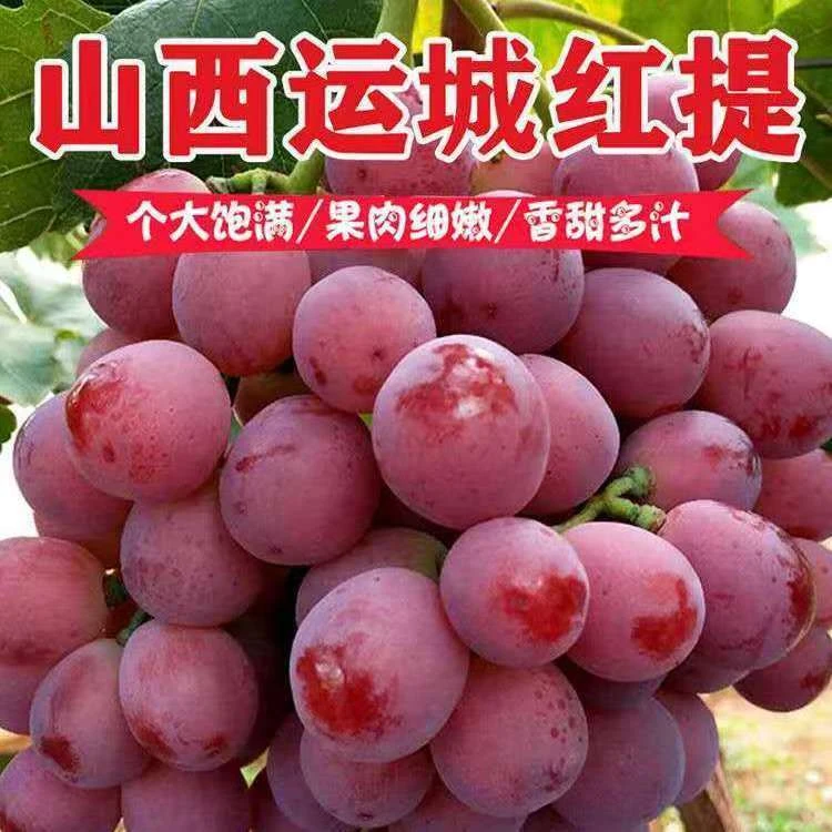 正宗山西红提葡萄非无籽甜葡萄新鲜水果助农水果产地直发整箱
