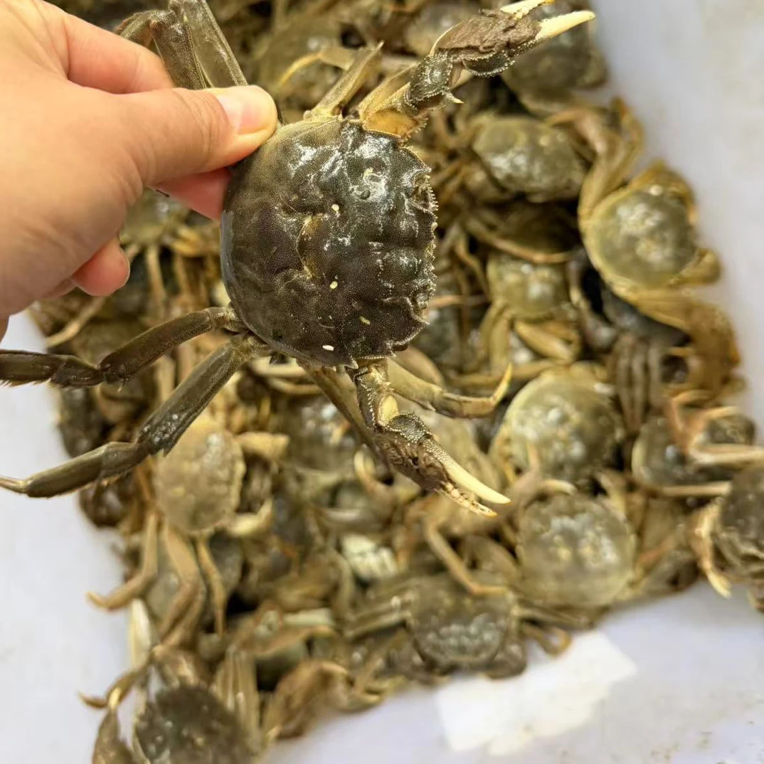 江苏大闸蟹大闸蟹江苏鲜活大闸蟹规格5.5-6.0公蟹5只10只免费蒸免费3.8-4两左右免费蒸