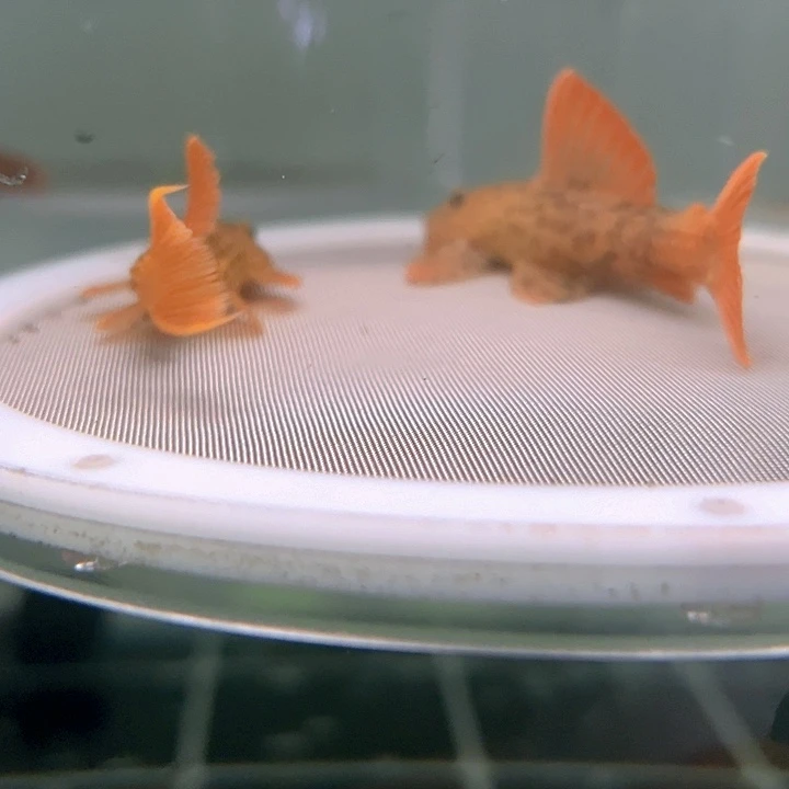 逍***子清道夫鱼15-012帝王血钻2条