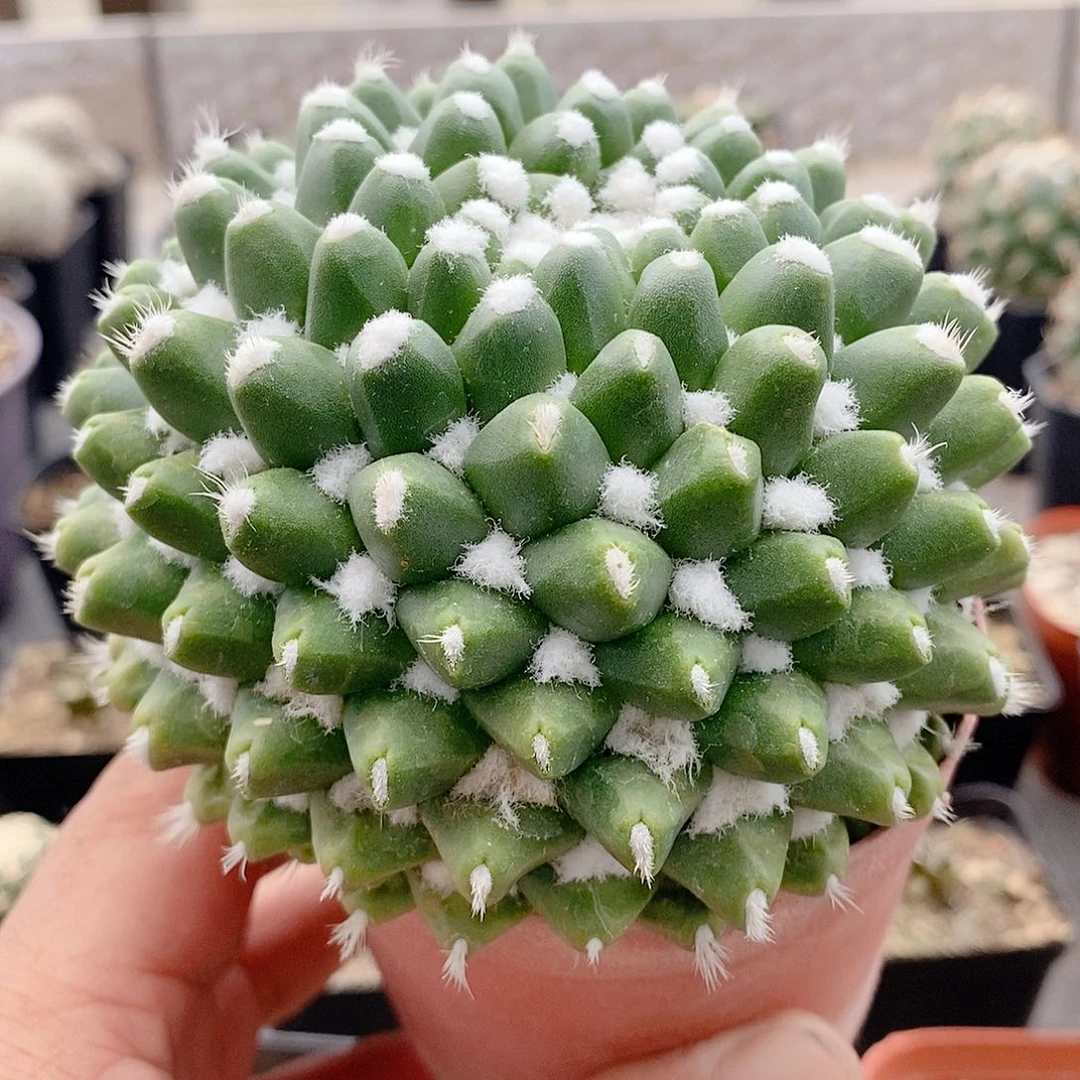 雪糕10公分左右实生一物一拍