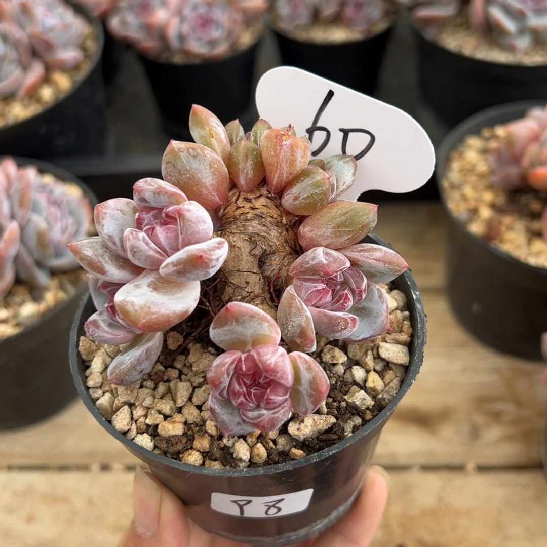 树朵朵粗腿小脸紫心60号