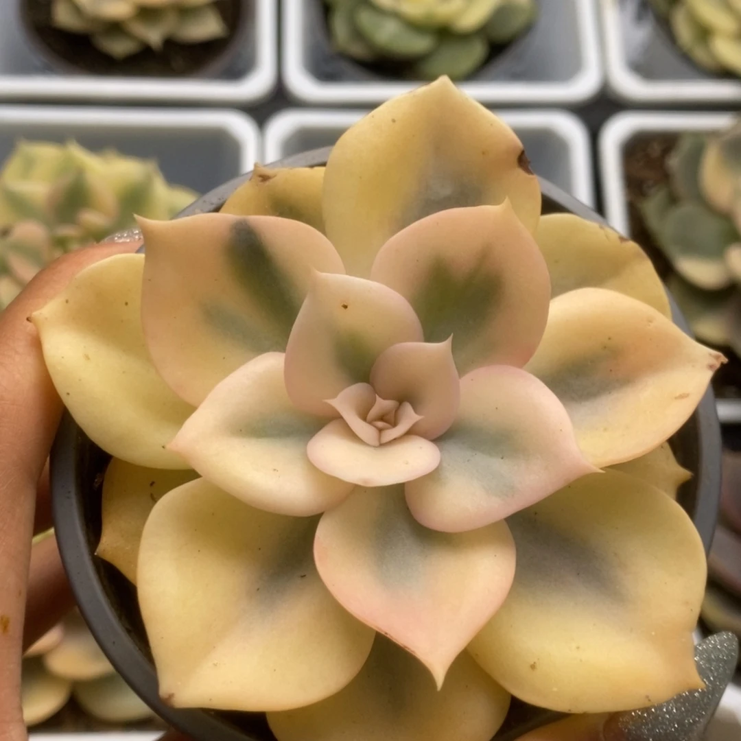 485双子座锦锦锦锦锦锦锦