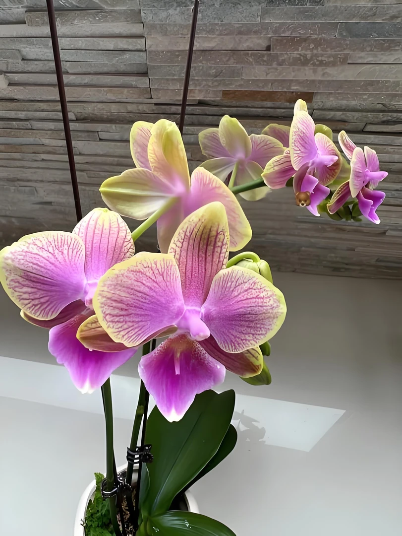 蝴蝶兰【美人鱼】花梗苗3.5寸（粉色渐变）年宵花