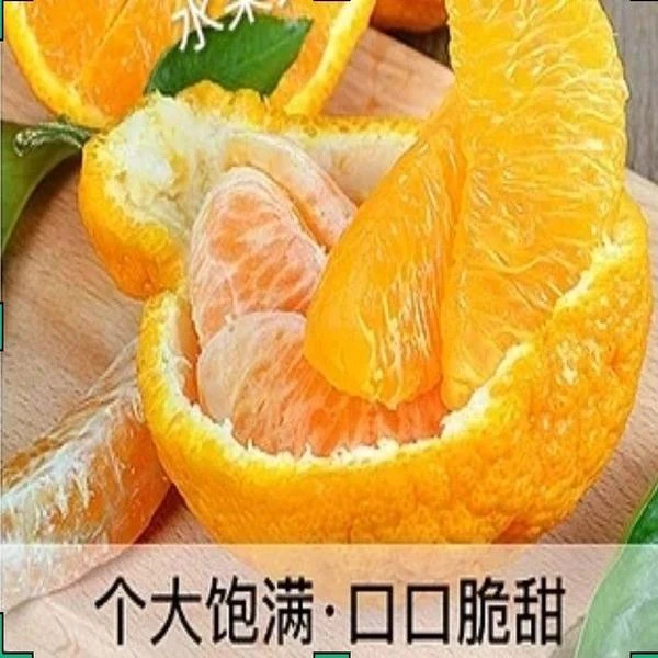 春见耙耙柑
