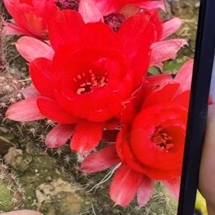 317白檀皇后3个无根侧牙，20包邮