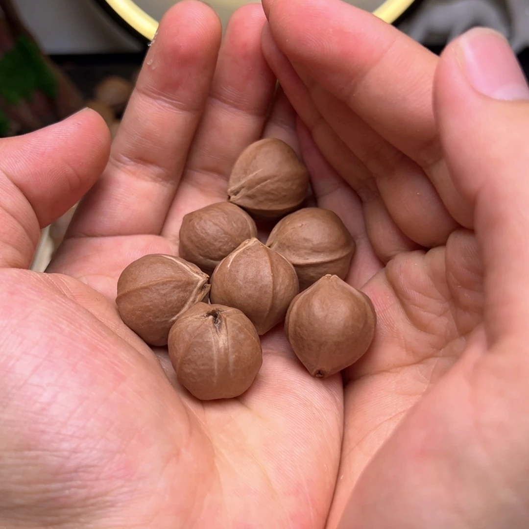 橄榄核手串/手链?****y梅林铁核22/24七颗