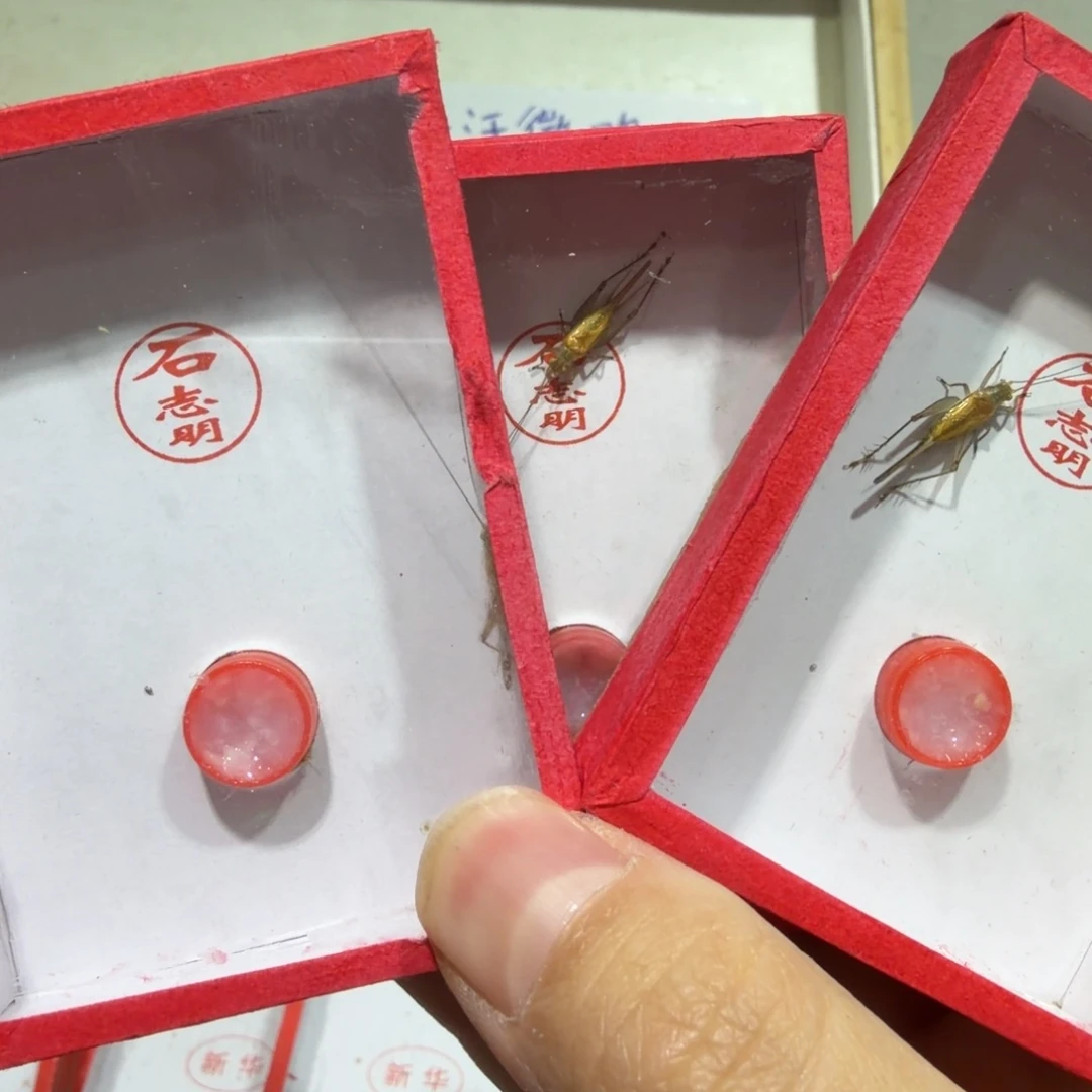 ***贰蟋蟀石老师飞机三条