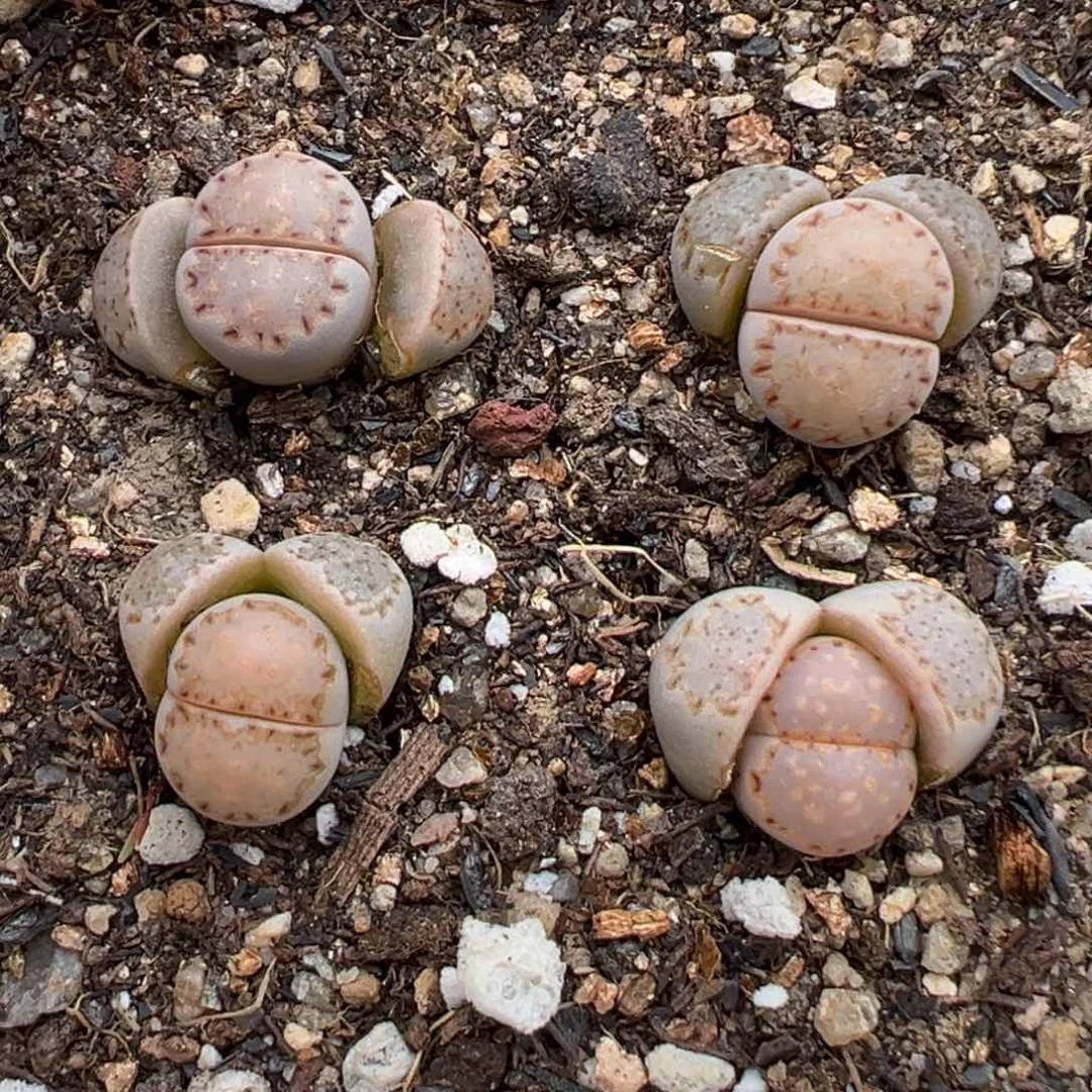 2.24好看的多肉脱土发货857